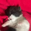 leow3460