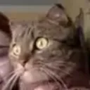 Аватар lemur_03901