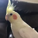 wrantk