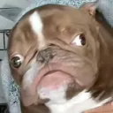 Аватар sentryses