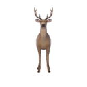 pfp