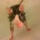 furryasasinater avatar