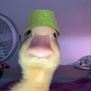 duckdevgames
