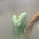 lizard.wizard.129 avatar