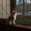 kenikf