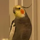 anasthepineapple