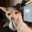 notcattheprocrastinator