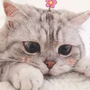 notcattheprocrastinator