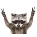 whiteracoon