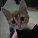 avatar der wahre nga