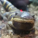 shinyseviper