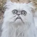 thekatsmeow710