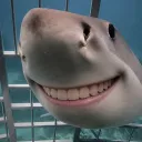 licasesaccount