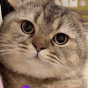 miaou_miau_