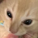 unbeatenbucket avatar