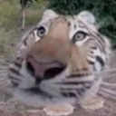 shaxh0