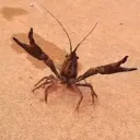 nachotoboxpvp avatar