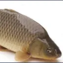 ra_ranchienxu avatar