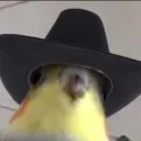 pidgee.twitch avatar