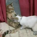 gatitopcyt avatar