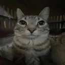 blartualcm