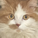 avatar عربية كبدة