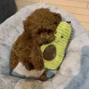 whizygorillatag