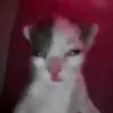 sillynae_