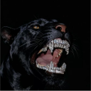 avatar Gino  Gonzalez