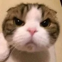 nekoneko_6666666666