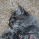 avatar Kae