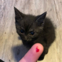 avatar Katt