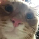 adamsdangerangel