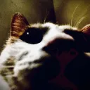 quala_.