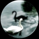 avatar !? CaSHyOu🦢