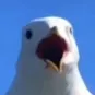 tha_seagull