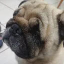 lorenzoaxo