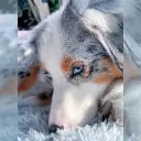 wolfybrophang avatar