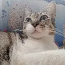 carlos123452821 avatar