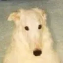 dregbest