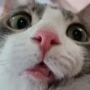 rebzttv