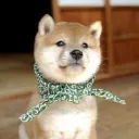 giradayo