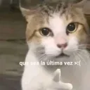 hanstercuimanxio avatar