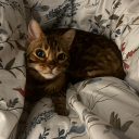 avatar zara