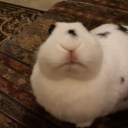 avatar honey bunny