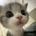 avatar jasnoniebieskieeed