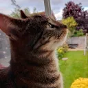 kitkat3447