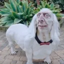 cornypotato_