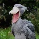 algreiathefan