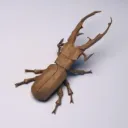 cyclommatus.metallifer